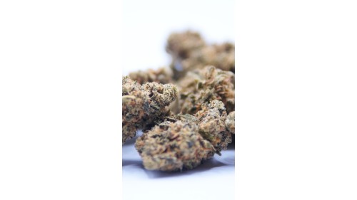 SB.01