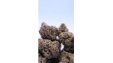 SB.04