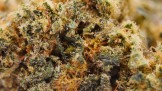 SB.01