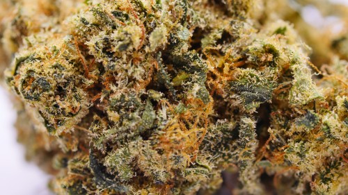 SB.01