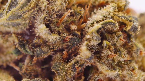 SB.03