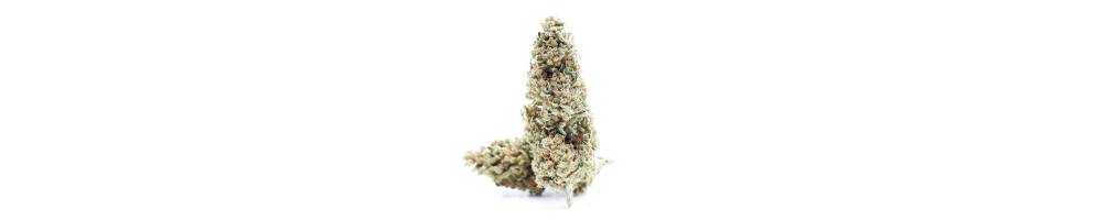 Swiss Batch - Fleurs CBD Indoor